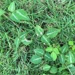 Desmodium procumbens Leaf