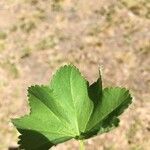 Alchemilla subcrenata Feuille