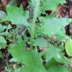 Lactuca muralis Leaf