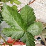 Rubus idaeus Φύλλο