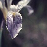 Iris tenuissima Cvet