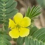Tribulus terrestris Цвят