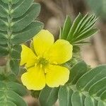 Tribulus terrestris Kwiat