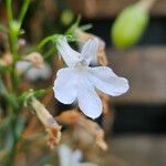 Lobelia erinus 花