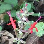 Salvia involucrata Квітка