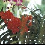 Epidendrum radicans Flower