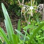 Hymenocallis latifolia Blüte