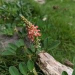 Indigofera spicata Kwiat