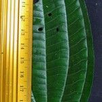 Miconia rubescens その他の提案