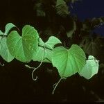 Vitis girdiana 葉