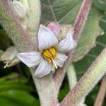 Solanum quitoense Flower