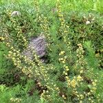 Artemisia chamaemelifolia Žiedas