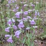 Penstemon cobaea Flower