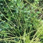 Verbena urticifolia Цвят