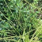 Verbena urticifolia Blomst