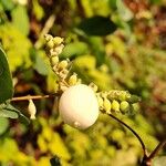 Symphoricarpos albusFruit