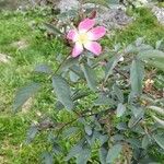Rosa ferruginea Virág