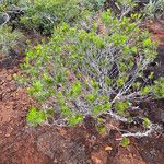 Melaleuca gnidioides Plante entière
