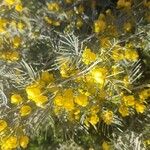 Senna artemisioides Blüte