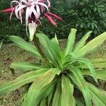 Crinum × amabile Лист