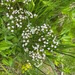 Valeriana tripterisÕis