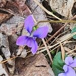Viola sororia Blüte