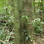 Funtumia africana Ŝelo