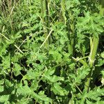 Heracleum sphondylium Blatt