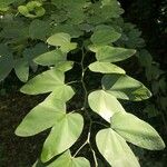 Bauhinia forficata Листок