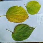 Alangium chinense Blad