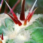 Ferocactus peninsulae ഇല