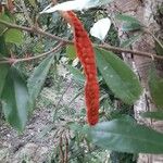 Morisonia indica Fruit