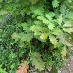 Quercus canariensis Leaf