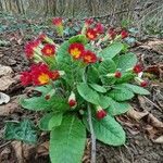 Primula × polyanthaЦвят