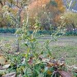 Capsella bursa-pastoris Habit