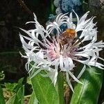 Cyanus lugdunensis Квітка