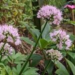 Allium senescens Habit