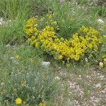 Zinnia grandiflora Habitat