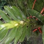 Dichaea globosa Flower