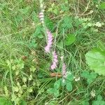 Spiranthes sinensis Bloem