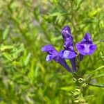 Scutellaria baicalensis 花