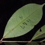Eugenia exaltata Hoja