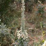 Digitalis lanata Συνήθη χαρακτηριστικά