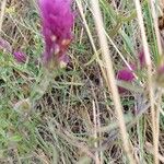 Melampyrum arvenseFlower