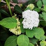 Hydrangea arborescens Muu