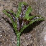 Asplenium seelosii Плод