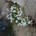 Cerastium soleirolii