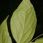 Celtis caudata Blad