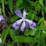 Iris cristata Virág