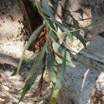 Acacia pycnantha Blatt